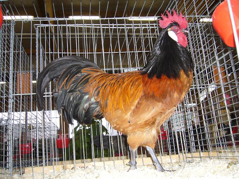 Kreisschau Coesfeld 2008 036.jpg - Vorwerkhühner von Silke und Heinrich Budde Preis sg 94 Z